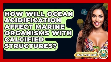 How Will Ocean Acidification Affect Marine Organisms With Calcified Structures? - Beach Tour Guide