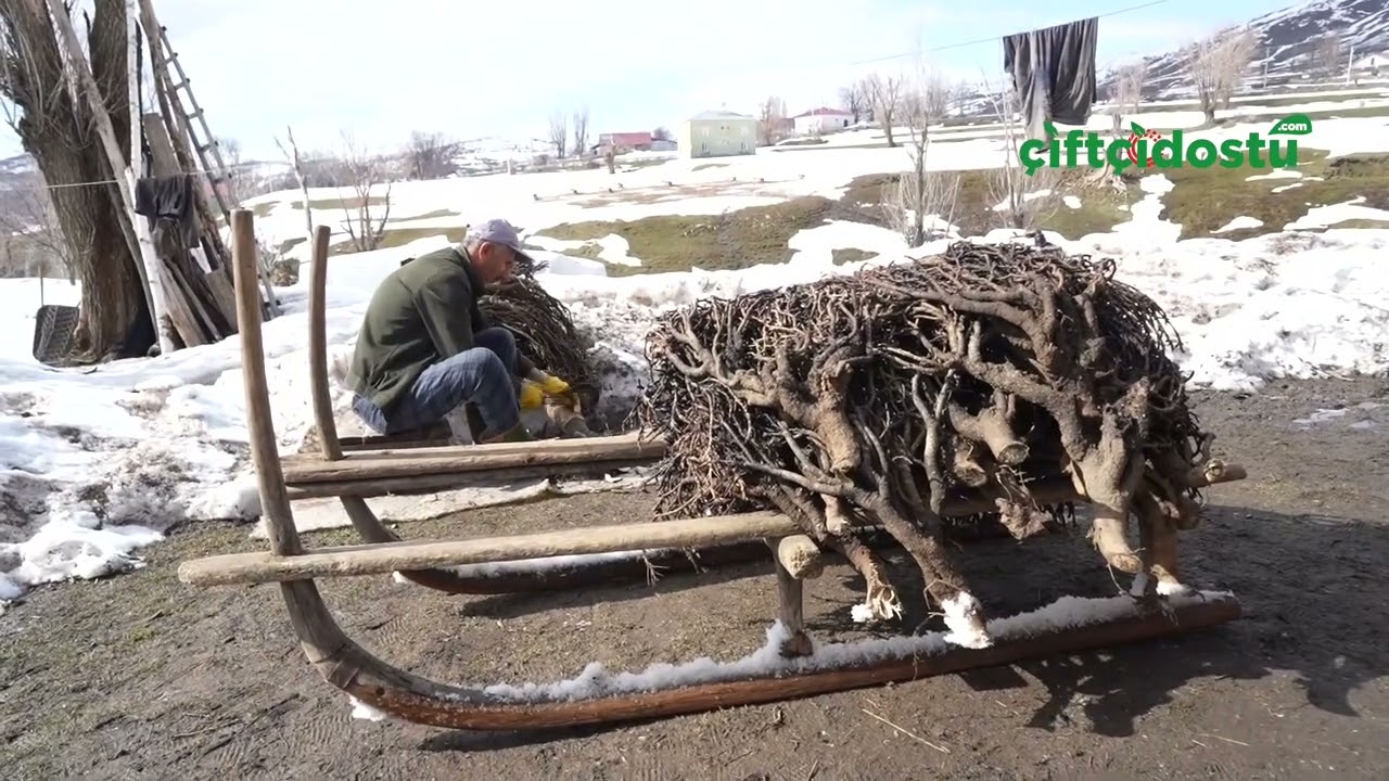 Geven otuyla yem maliyetini düşürüyor, verimi artırıyorlar