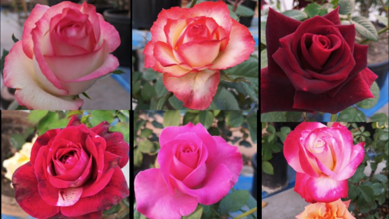Mera Garden Rose Views / My Terrace Garden Rose Flower's / @meragarden5601 / Mera Garden Ka Pushpa