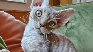 Devon Rex Kitten 10 weeks old (Tommy) by Yoko Kat 127 views 9 months ago 1 minute, 22 seconds