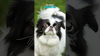 Dog Breeds | Japanese Chin #Shorts