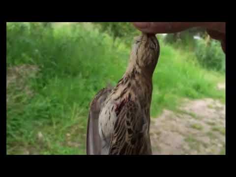 صوت السويليس