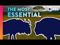 Are Some Species More Important Than Others?  ||  IN OUR NATURE