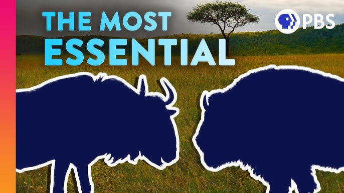 3 Animals That Keep Their Whole Ecosystem Together 