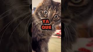 Cuatro cosas que tu gato odia