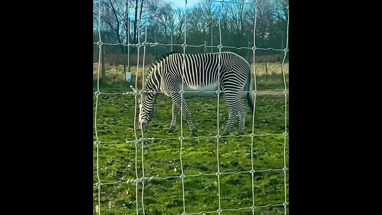 EVEN STRIPES on TAIL Zebras' stripes and tail movements CONFUSE