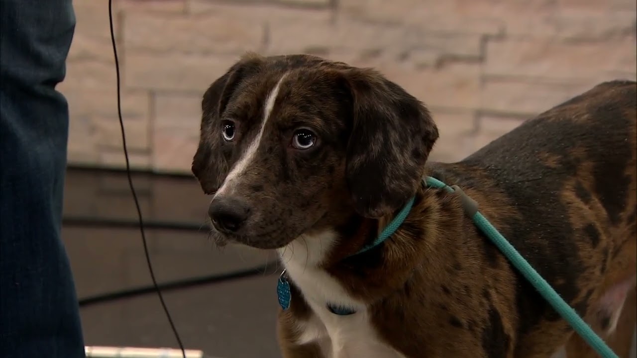 Short Term (1-3 months) Fosters for Rescue Road Save Thousands of Dogs!