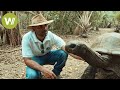 Darwin's turtles: The legacy of the evolutionary biologist on Mauritius | Docu in 4K