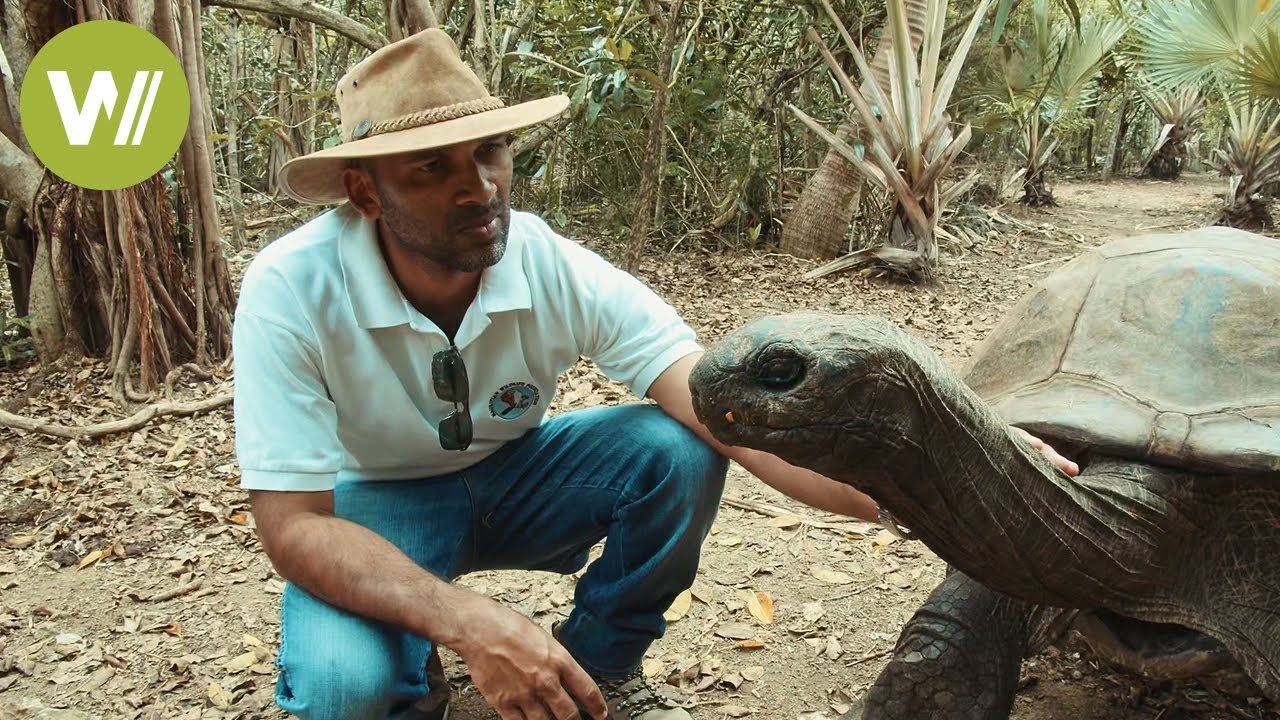 Darwin's turtles The legacy of the evolutionary biologist on Mauritius