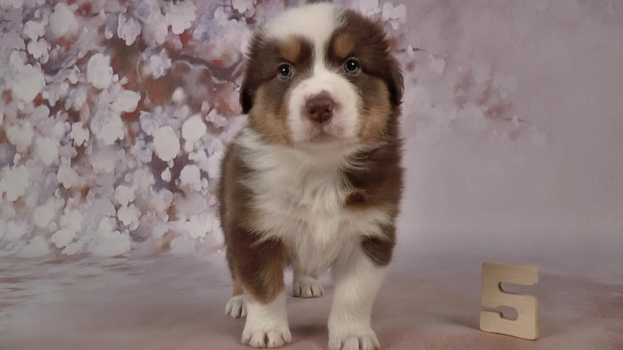 Australian Shepherd Puppies 5 Weeks Old Skayes Youtube