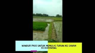 Ingat kampung, Nandur Sawah..