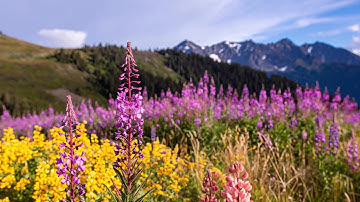 Calming Meadow, Cuckoo’s Call, Birdsong and Buzz of Bees in Untamed Silence - Nature Sounds