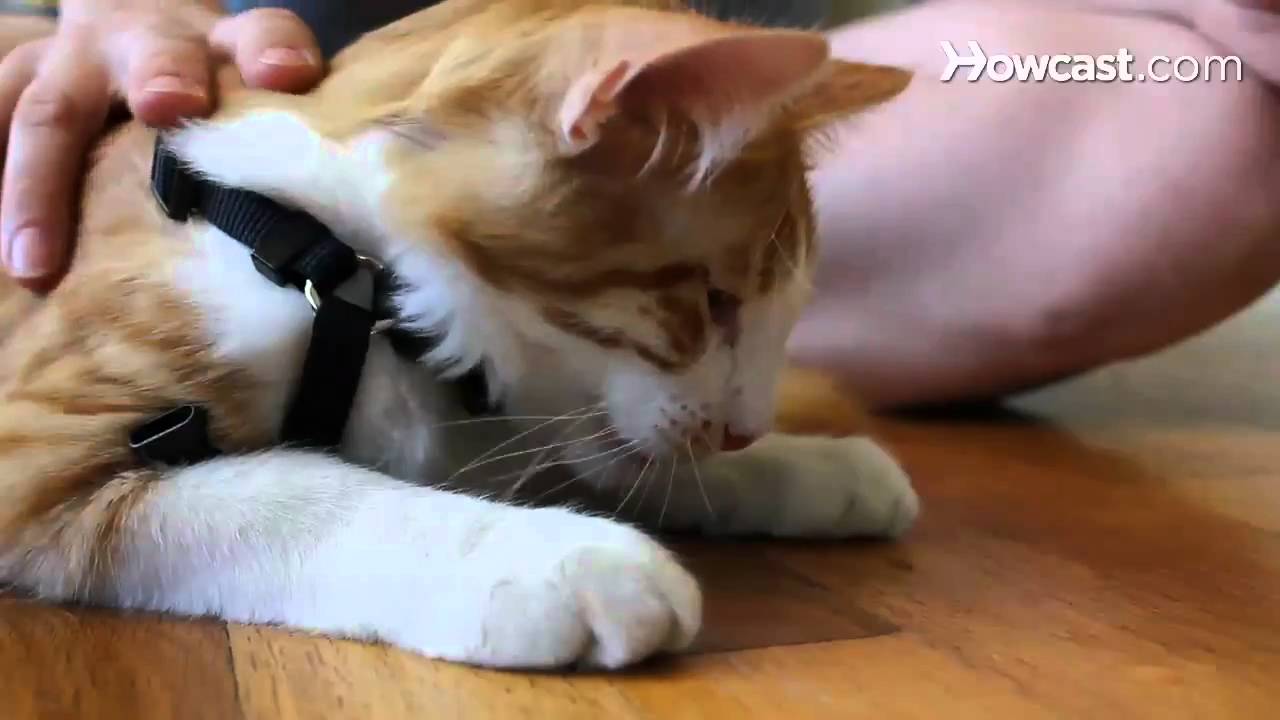 How To Get A Cat Used To A Harness And Leash 