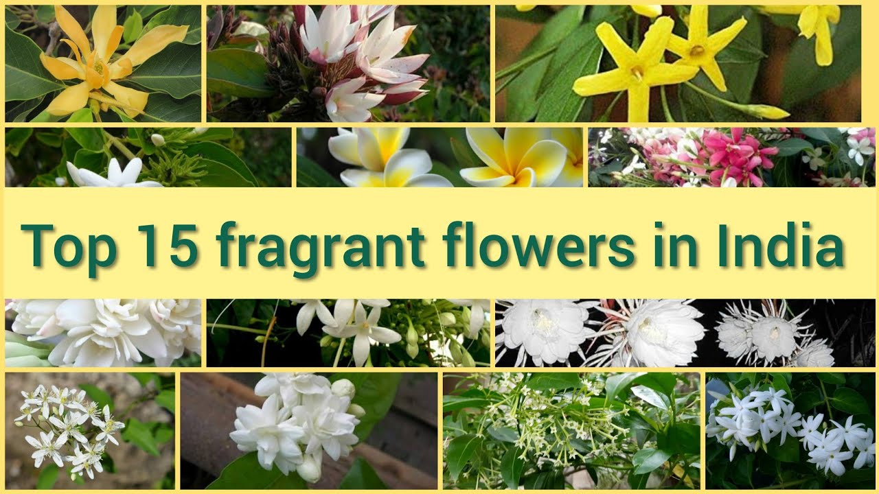 Fragrant Aromatic Scented Flower Plants