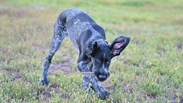 How to Adopt a German Wirehaired Pointer from a Rescue Organization