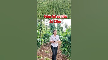 14ha phủ kín cà phê tiêu  . Oto tận đất .thuộc huyện tuy Đức tỉnh Đắk nông .lh/zalo: 0973591891