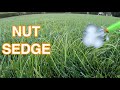 Easy way to control Nut Sedge in ANY GRASS - Test Run
