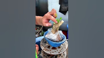 Kìm cạp tròn, cạp xéo làm bonsai #bonsaishop