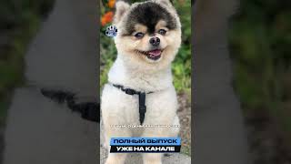 🐶ЖАДНОСТЬ СТАРРИДЖА: ФУТБОЛИСТ ОТКАЗАЛСЯ ПЛАТИТЬ ЗА ВОЗВРАЩЕННОГО ПИТОМЦА.