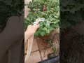 Solar photovoltaic water pumping - One inverter does the trick!