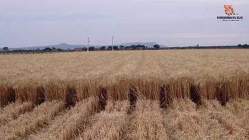 ¿Cuánto tiempo dura la siembra del trigo?