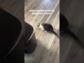 The Secret Life of Cat Moms