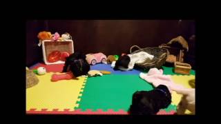 PuppyFinder.com : The Entire Crew