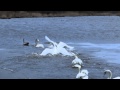 Paugurknābja gulbju tēviņu cīņas / Aggressive fight between Mute Swan males (03.01.2015. Dārziņi)