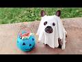 Best HALLOWEEN Pets 🎃 CUTE &amp; Spooky