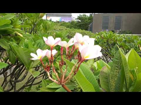 雞蛋花(緬梔花)106年10月12日