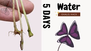 Watch how Oxalis triangularis grows in water from a branch leaf | GardenArcX EP-75