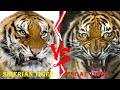 SIBERIAN TIGER VS BENGAL TIGER - Siberian Tiger VS Bengal Tiger Who Would Win