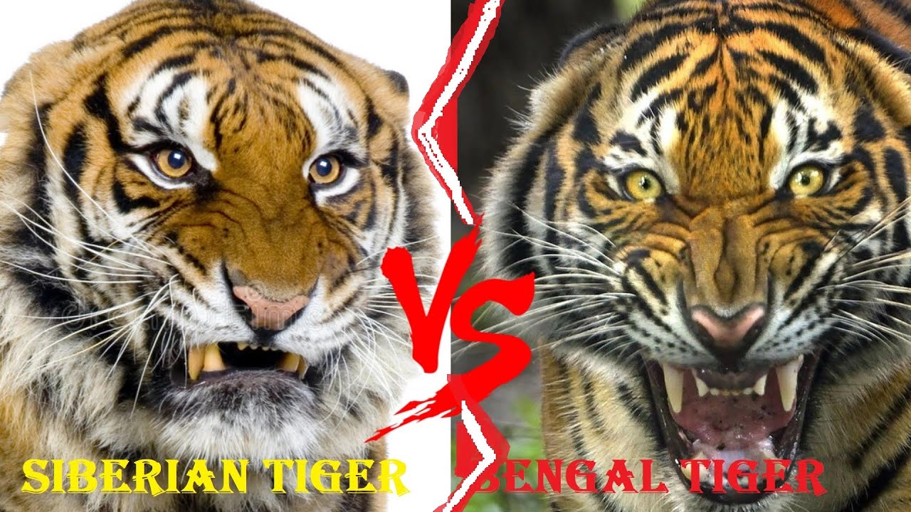 Bengal Tiger vs Siberian Tiger Comparison - The Tiniest Tiger