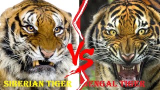 Bengal Tiger Vs Siberian Tiger Comparison - Nature Safari India