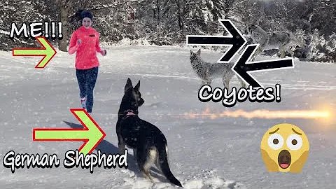German Shepherd Protects Owner from a Pack of Coyotes #germanshepherd #coyotes