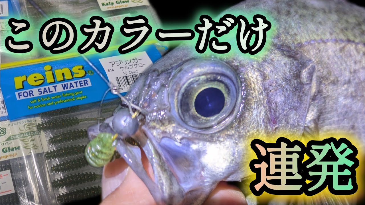 vol.155 メバル連発！アジリンガー ケルプグローが当たりカラー