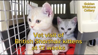 British Shorthair kittens at the vet visit: exam, vaccination, deworming - Golden Whiskers Cattery