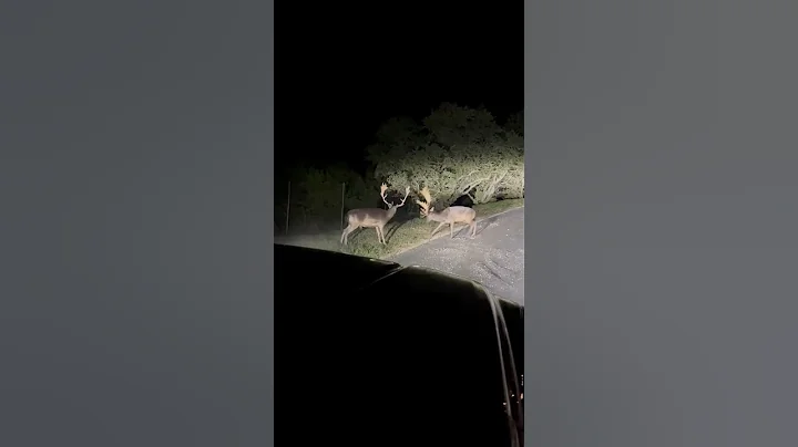 Fallow Deer Fight ends up hitting car #shorts