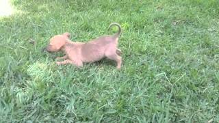 Cachorros  VID 20150812 135318