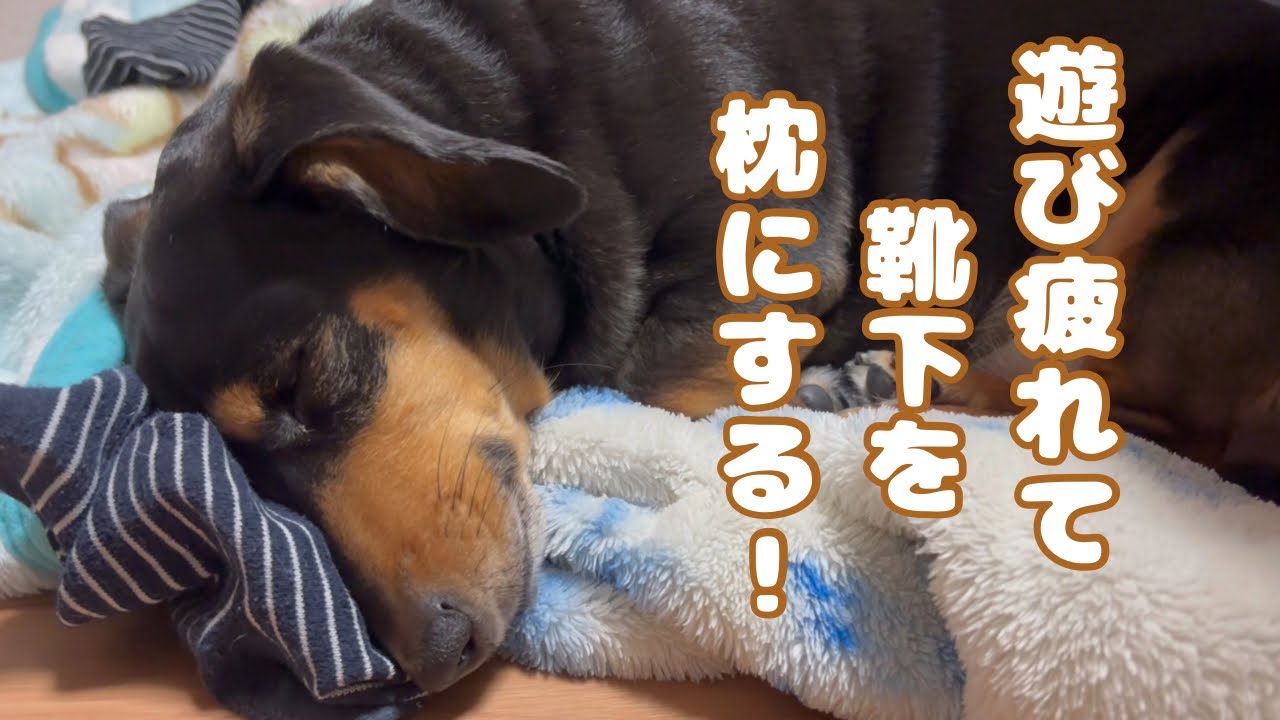 【vlog60】靴下強奪のミニチュアダックス犬！可愛い子がこちらです^_^ 