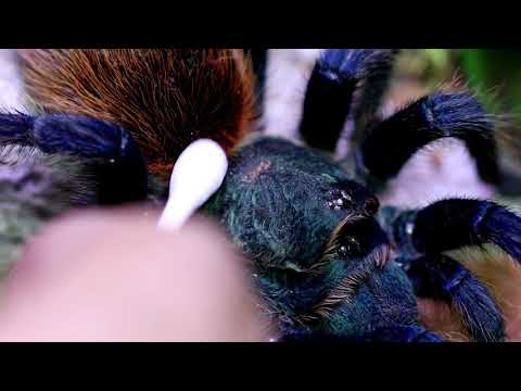 Hidden Video: Most Beautiful Tarantula in the World - Hidden Video: Most Beautiful Tarantula in the World