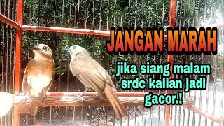 srdc tarung ribut gacor PARAH.!!! #SIKATAN RIMBA DADA COKLAT srdc gacor full isian