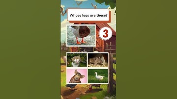 Brain Hack Quiz, Fast Quiz - Whose legs are these?