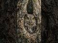 Sleeping Screech Owl Hidden Inside an Ancient Tree | #ScreechOwl #HiddenOwl