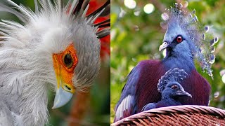 Top 10 Rarest Birds in the World | Most Unique Birds in the World