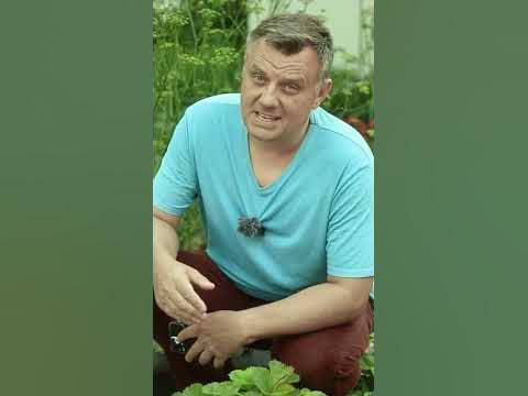 ЗАПИСЫВАЙТЕ что посеять в июле Дачный агроном - YouTube