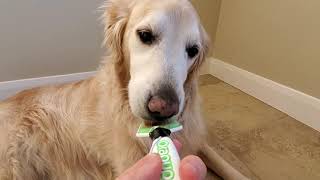 ASMR 1 Hour Looped - Dog Licking Peanut Butter Off Orapup Brush - Microphone Taped To Brush Handle