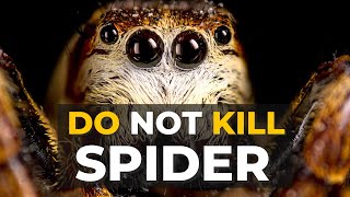 Spider Facts | Why Spiders Are Important | Spiders | The Planet Voice
