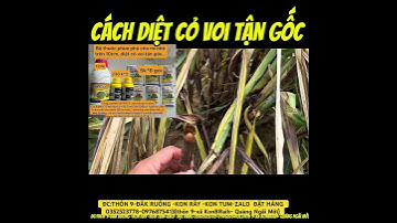 Thuốc Diệt Cỏ Voi Mạnh Nhất Hiện Nay – 1 Lần Phun Là Sạch Cỏ!