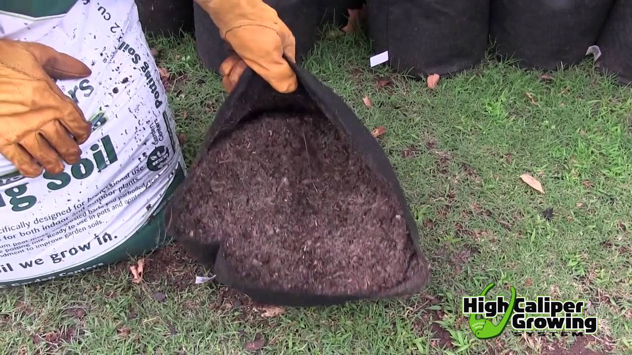 Growing Fig Trees in Smart Pots